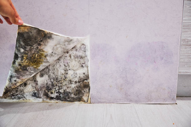 Professional Mold Remediation in Pleasant Grove, AL